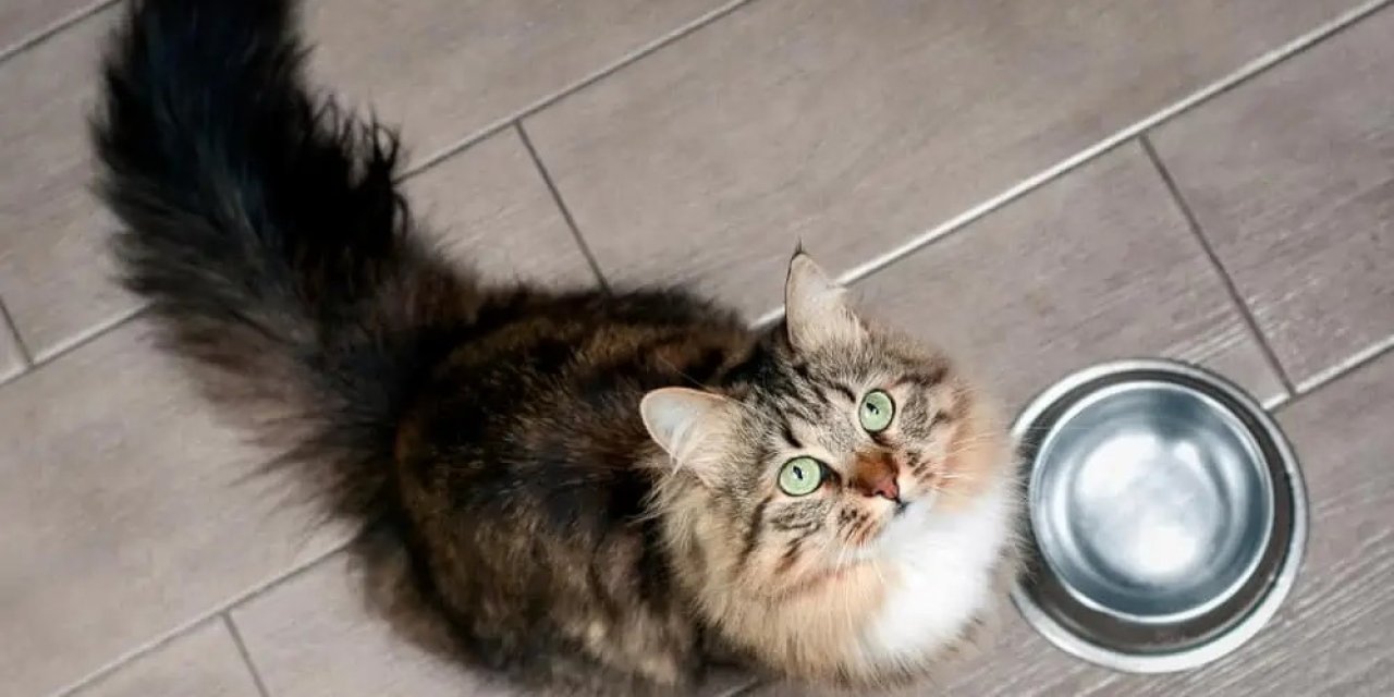 Kedilerin en çok sevdiği yemekler
