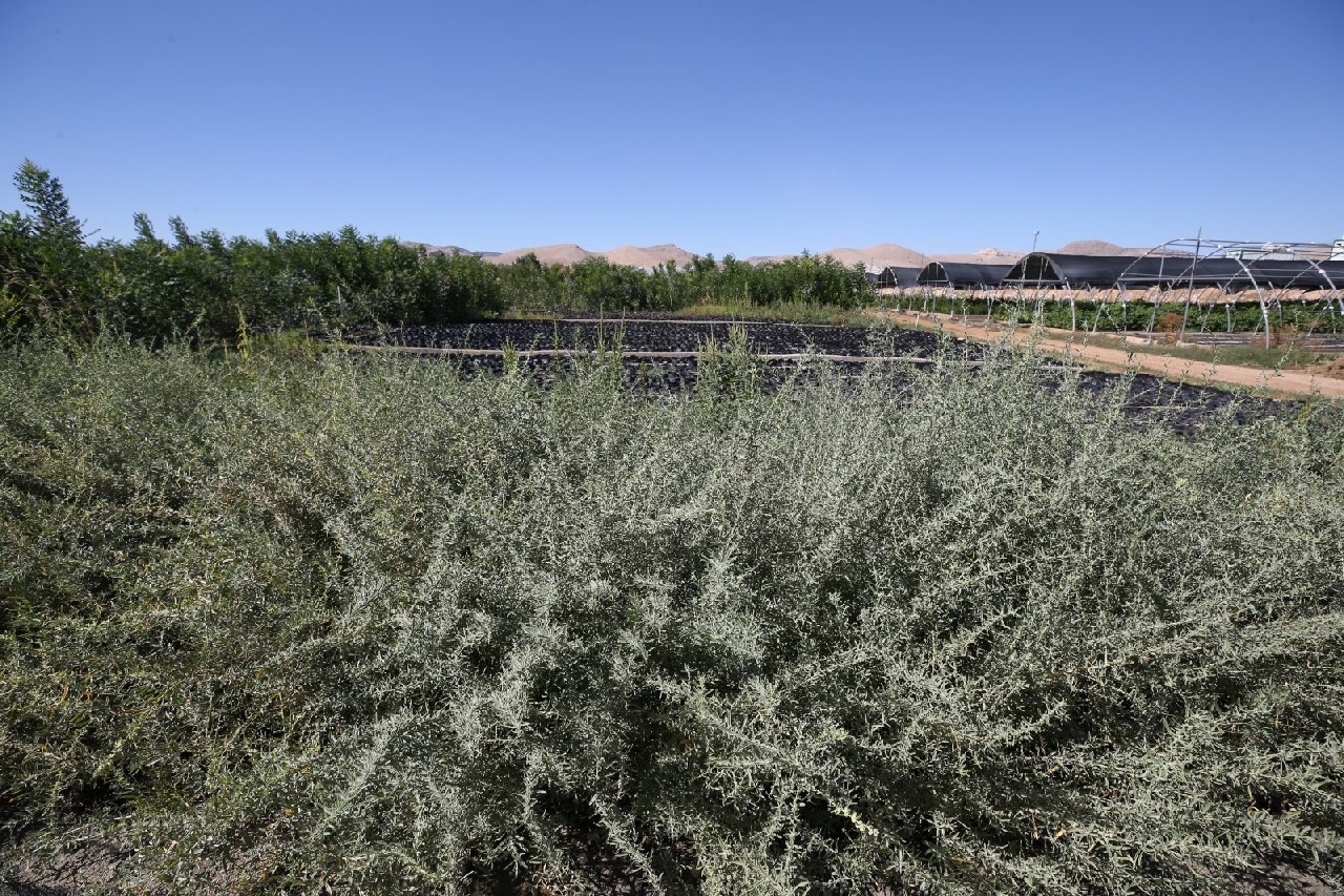 Türkiye'ye Mardin'den yayılacak. Yetkililer faydalarını saymakla bitiremiyor