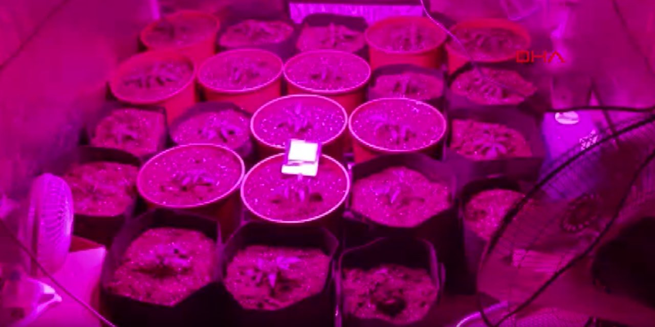 Evinde çadır kurup 110 gram yetiştirdi