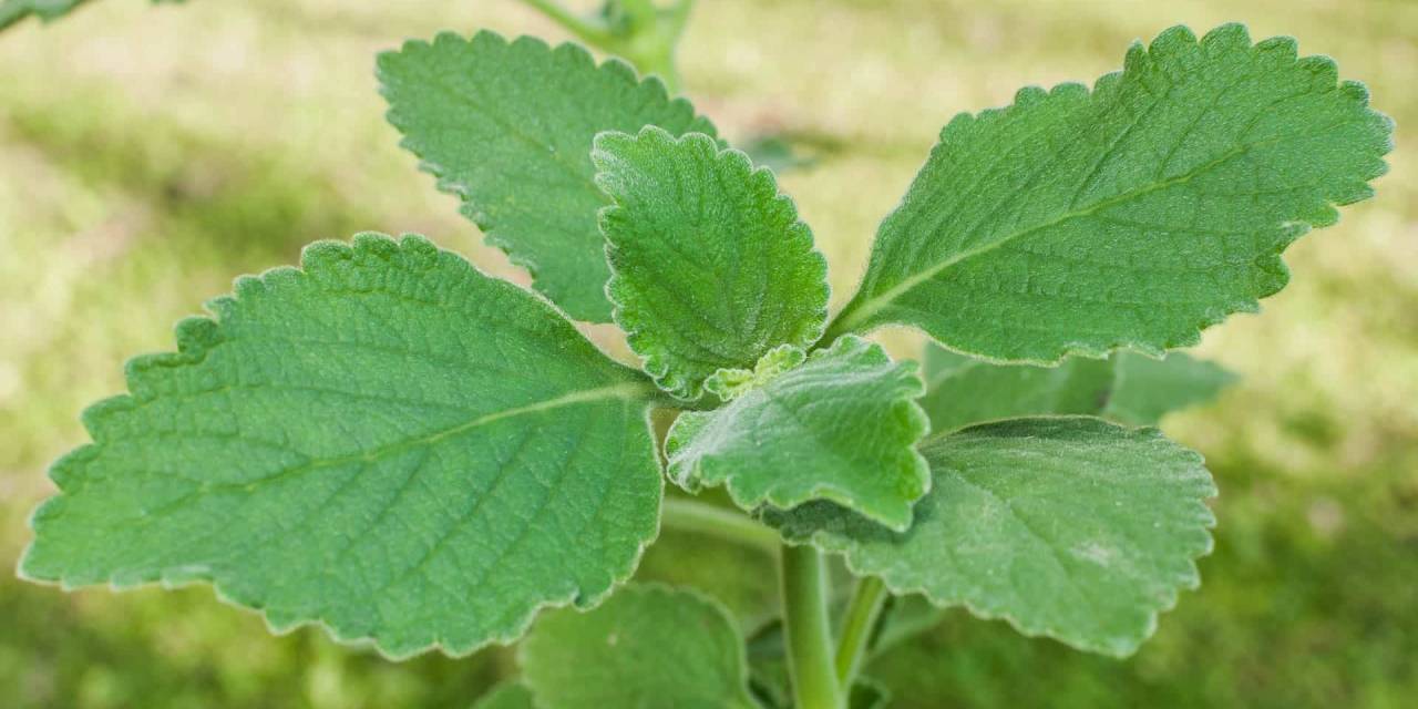 Kendi tuvalet kağıdı bitkisini yetiştiriyor