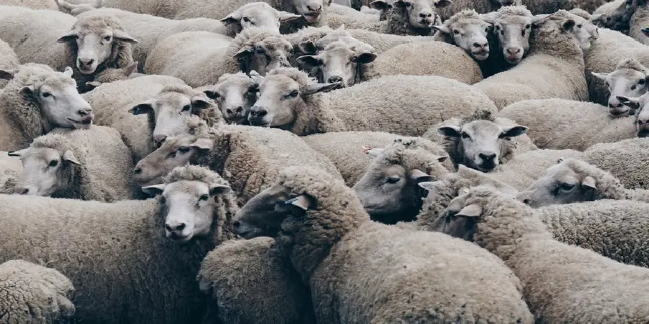 Gizlice dev koyunları klonlayıp avcılara sattı