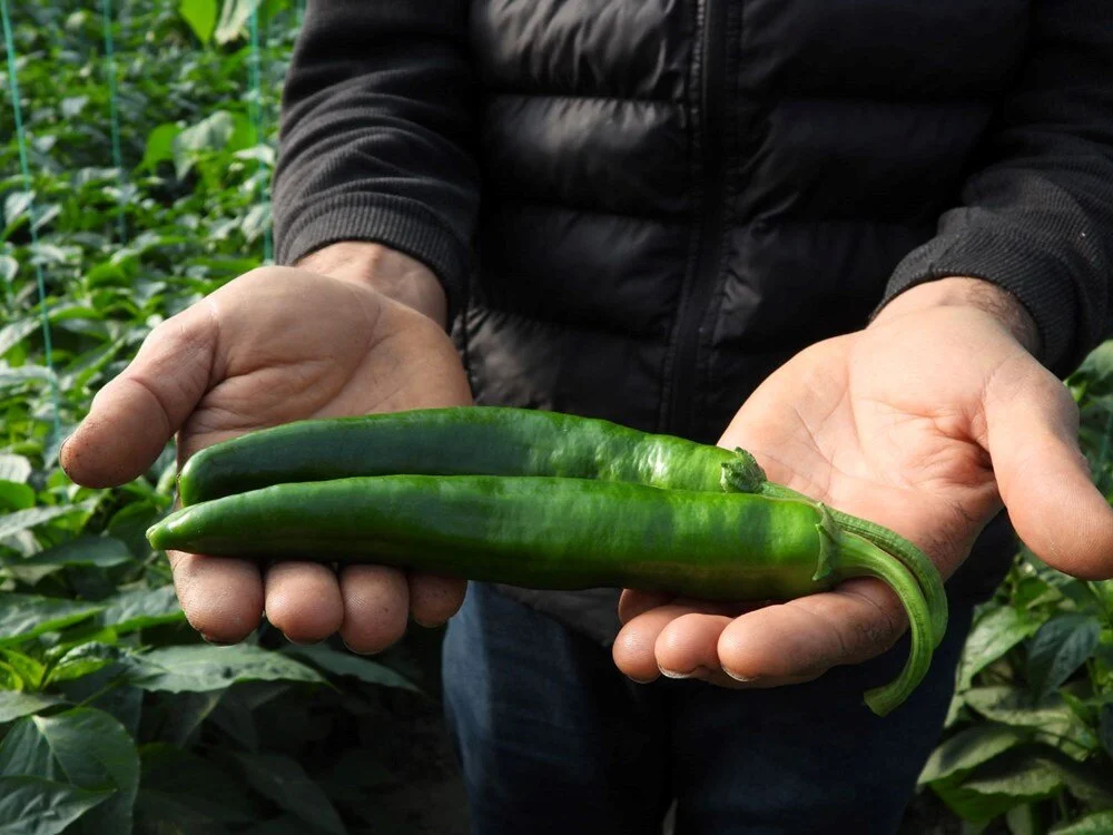 Türkiye'de hasat edilen en acı biberi diyetisyen önerdi: Zayıflatıyor