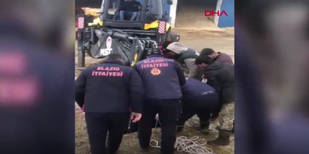 Anne inek 3 metrelik kuyuya düştü