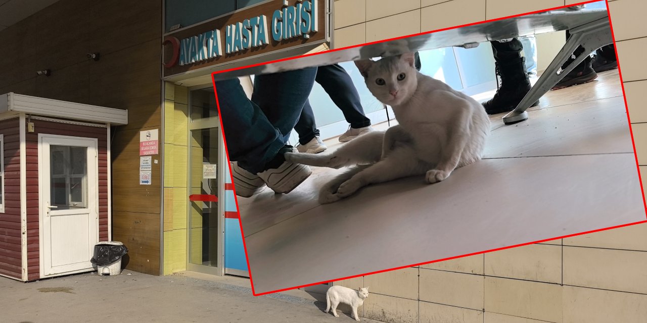 Bacağı kırılan akıllı kedi acile gidip sıra bekledi