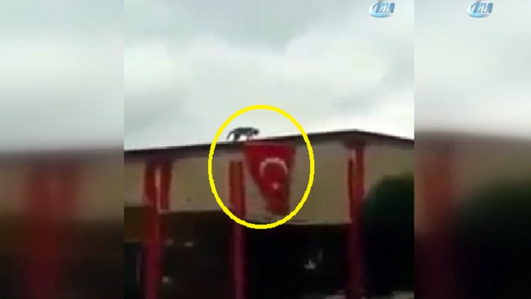 Çatıya çıkan kedi Türk bayrağını işte böyle açtı