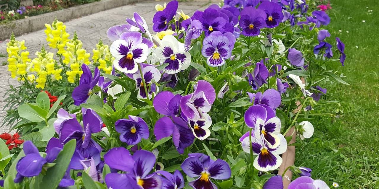 Hercai menekşeleri Karşıyaka'nın dört bir yanını süsleyecek