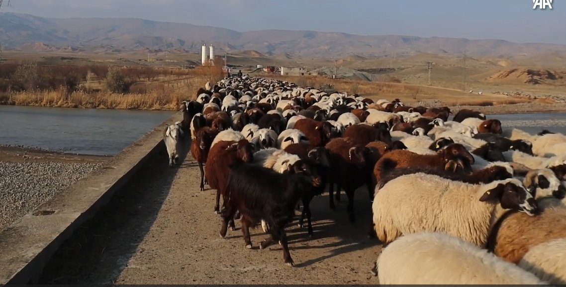 Iğdırlı göçerlerden Kars Ardahan ve Ağrı'nın yaylalarından zorlu yolculuk