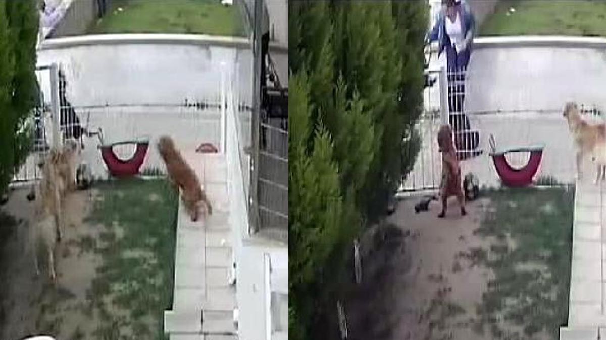 Yer: Muğla... Bu nasıl vicdansızlık!