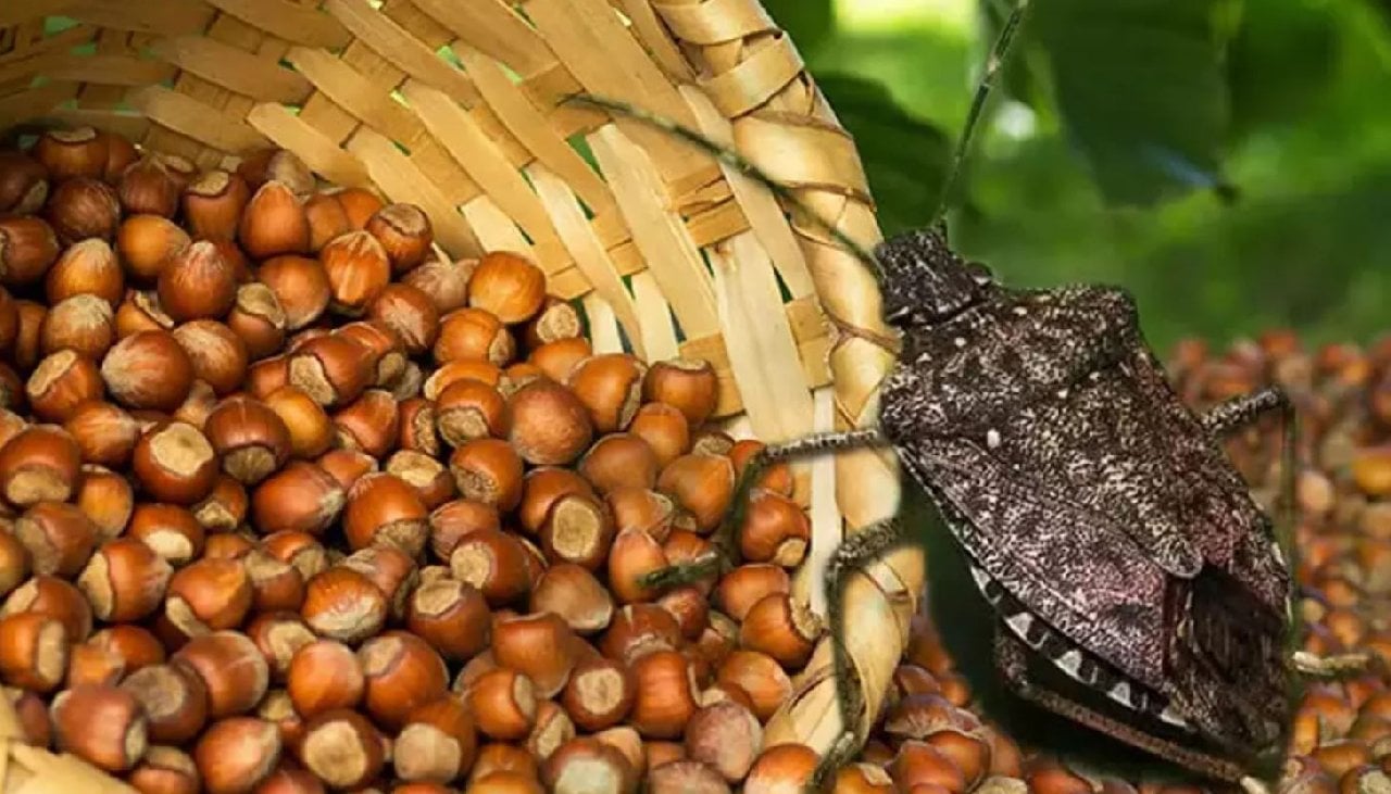 Fındık ihracatında ‘kokarca’ belasına rağmen artış