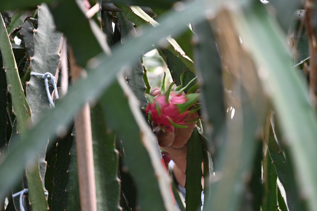 Ekildikten sonra 3 yıl ürün vermiyor. 3 ton topladığı ilk hasadı seneye 10 tona çıkacak