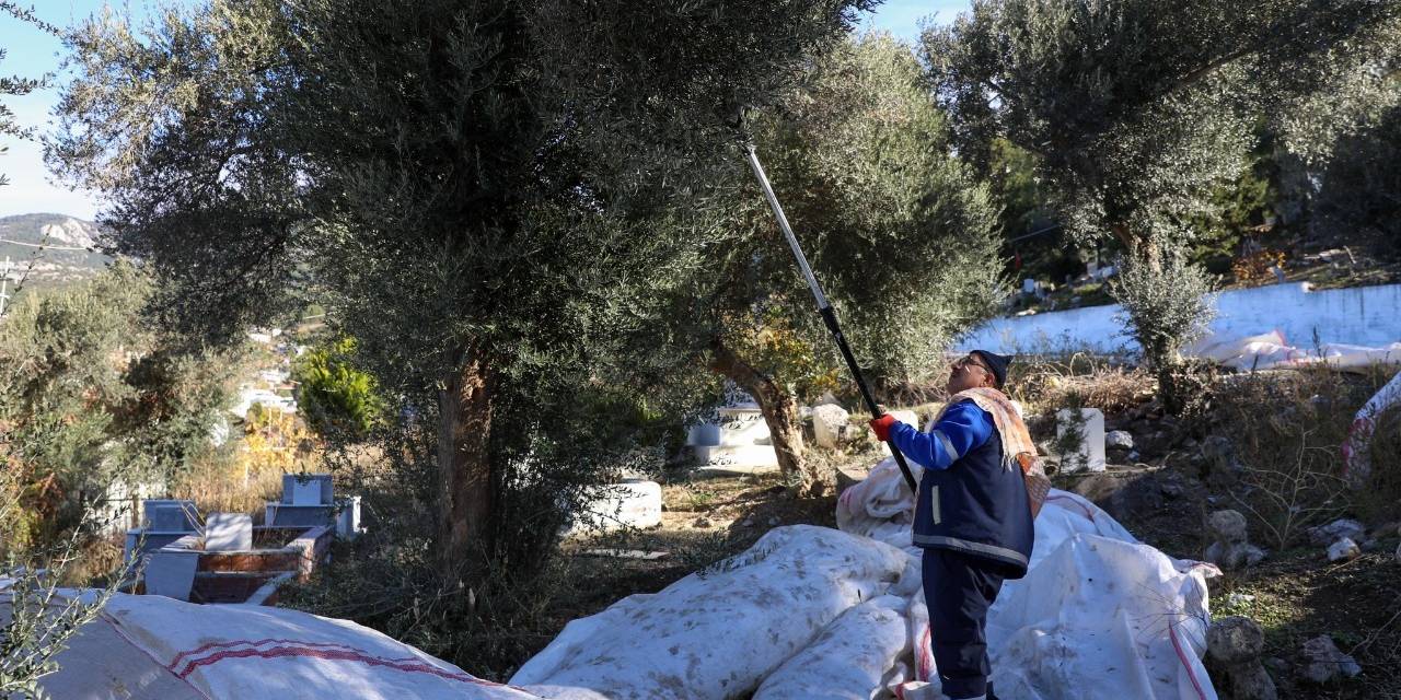 Hasattaki zeytinlerden elde edilen zeytinyağı belediye lokantasında kullanılıyor