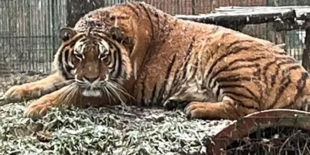 Hayatının en büyük ve son hatasını yaptı