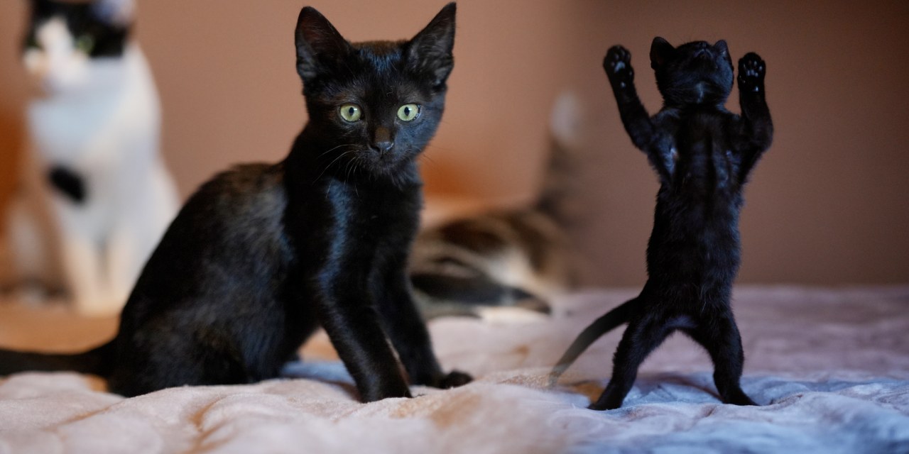 Bu kara kedicikler masum! Bu sevgiyi ön yargıya kurban etmeyin