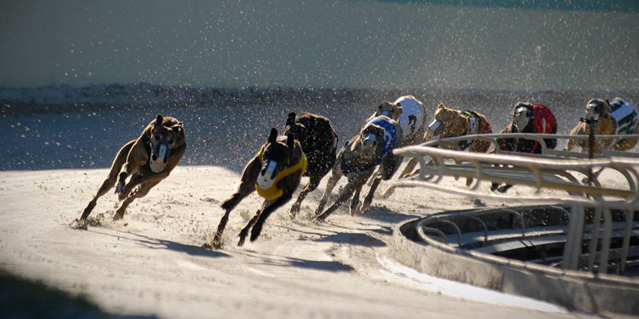 Tazı yarışları o ülkede yasaklanacak