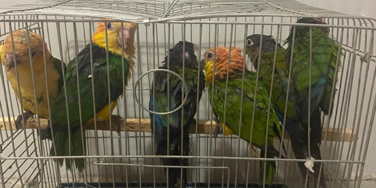 Yasa dışı yollarla yurda sokulan 6 papağan ele geçirildi
