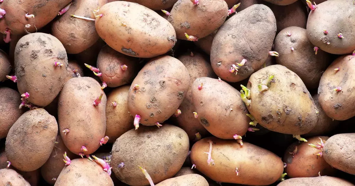 Patatesleri korumanın tek yöntemi