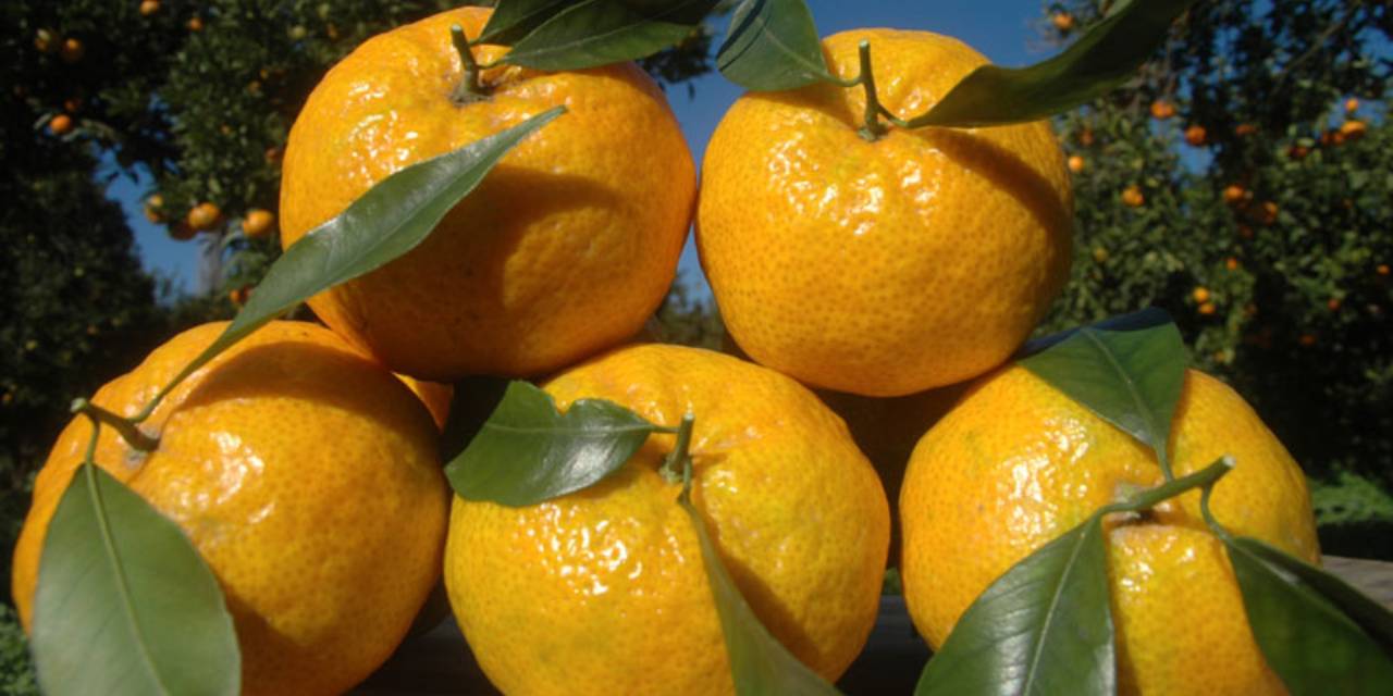 Her yıl hasat döneminde düzenlenen Mandalin Festivali için geri sayım başladı