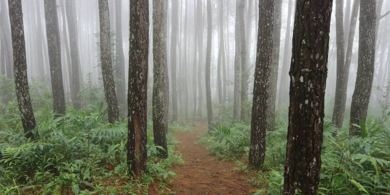 Dünyanın en ölümcül hayvanı bildiğiniz gibi değilmiş
