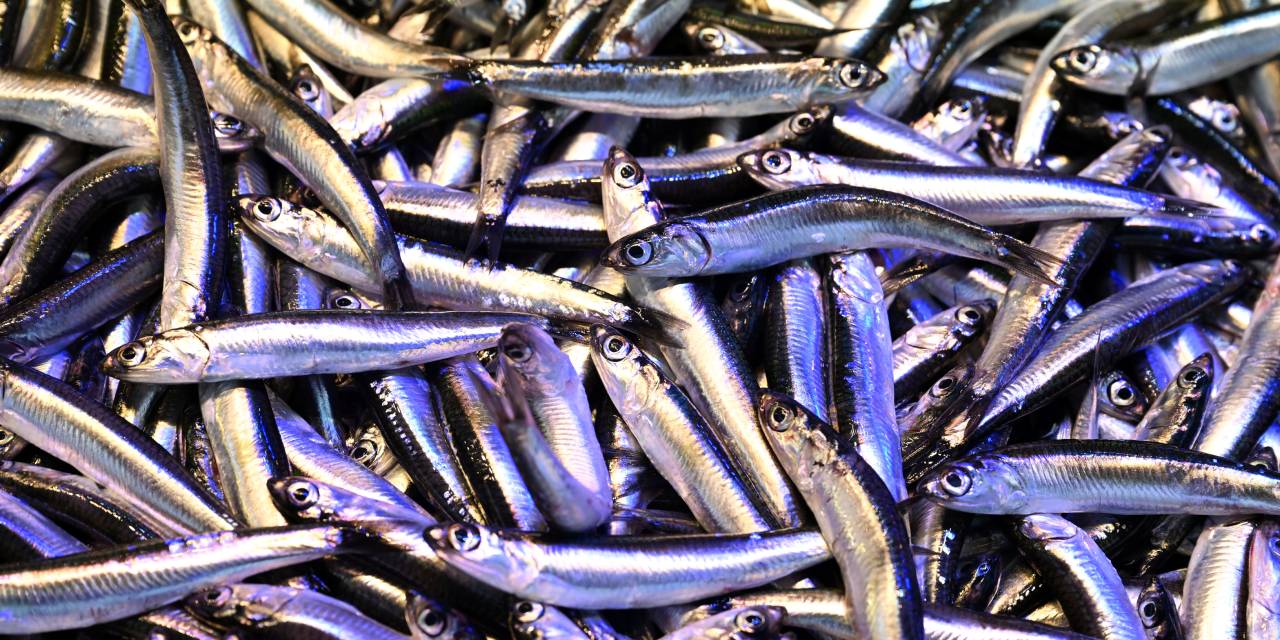 Hamsinin fiyatı 100 liraya düşmüştü. Trabzon'daki hava koşullarında etkilendi