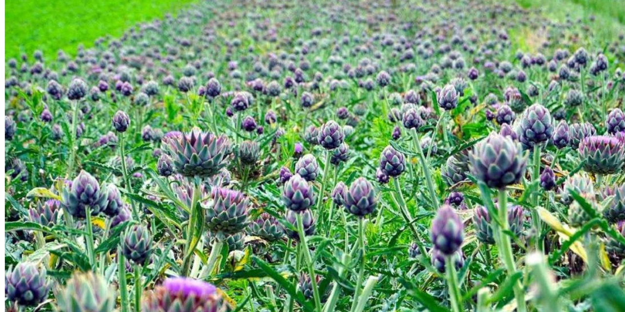 Bebek mamalarına ekleniyor. Bu yıl 10 bin tondan fazlası İzmir'den geldi