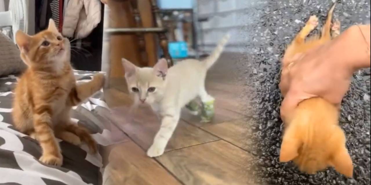 İki ayağı kırık yavru kediyi kaptığı gibi veterinere götürdü. Dünya bu güzel insanların hatırına dönüyor