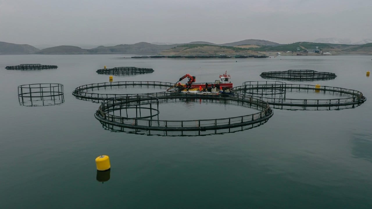 Denizi olmayan kentimizde yetiştirildi. 6 yaşına gelmeden cinsiyeti tespit edilemiyor. 100 kiloya ulaşabiliyor