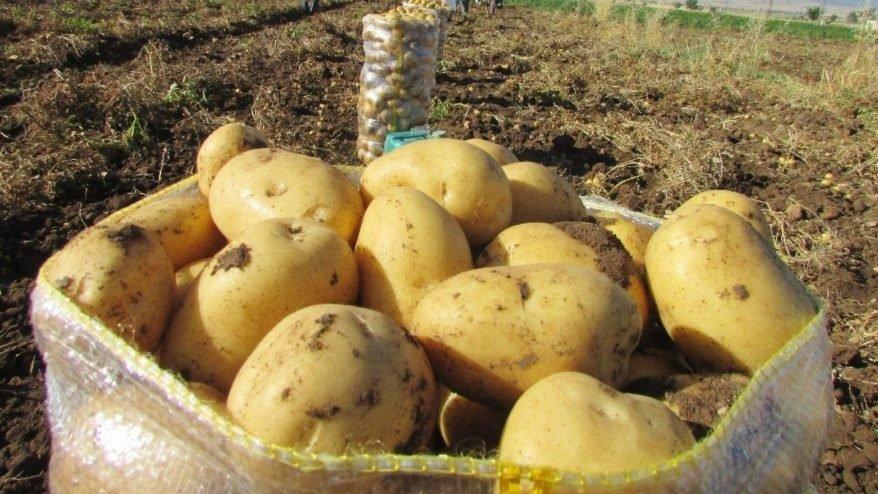 Çiftçiyi üzecek haber: Patatese sıfır gümrük süresi uzatıldı!