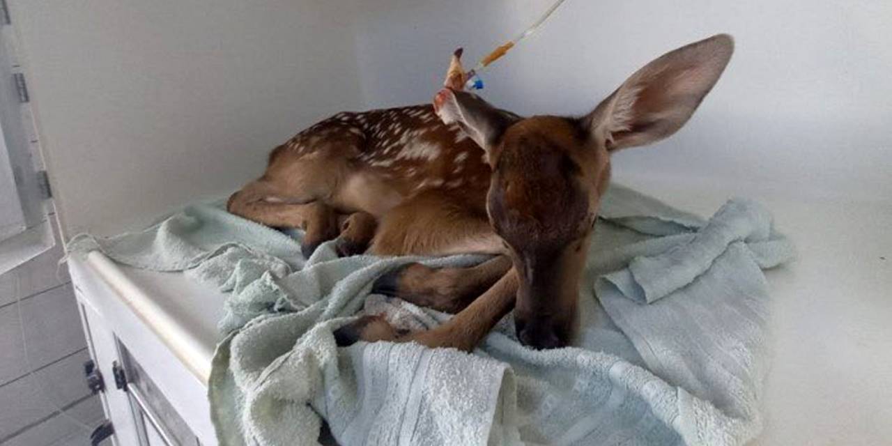 Yaralı kızılgeyik yavrusu koruma altına alındı