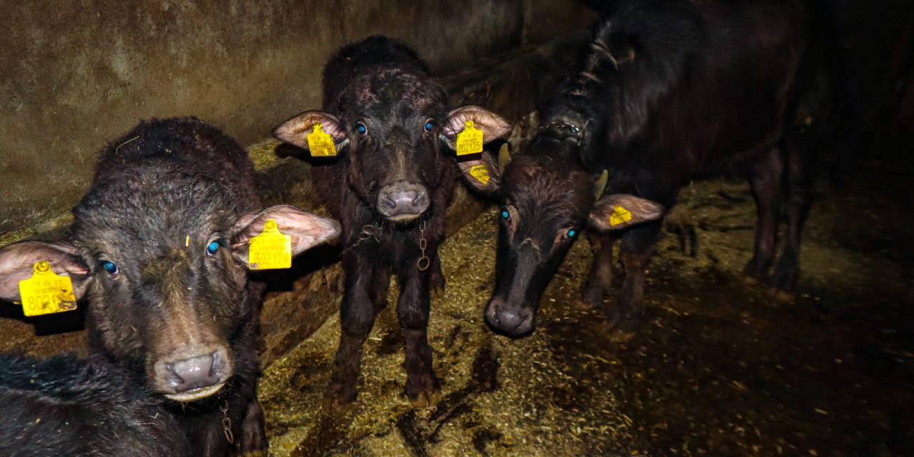 Manda sayısı geçen yıla oranla yüzde 80 arttı