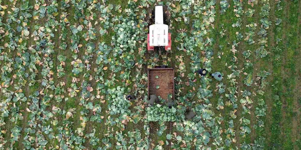 Sel olmasa pazarda 15 liraya satılacaktı. Şimdi kilosu 50 lirayı buldu