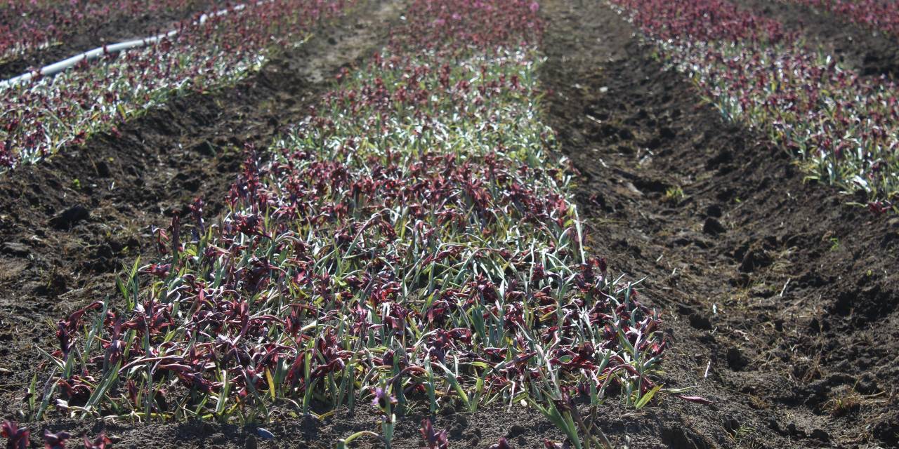 6 kilo ürün kurutulunca 1 kiloya düşüyor. Kilosu 6 bin liradan satılıyor