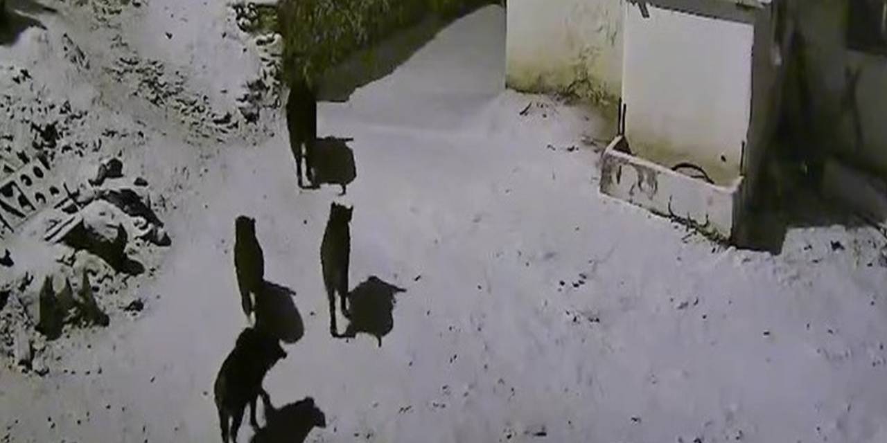 Yaban domuzu sürüsü köye indi