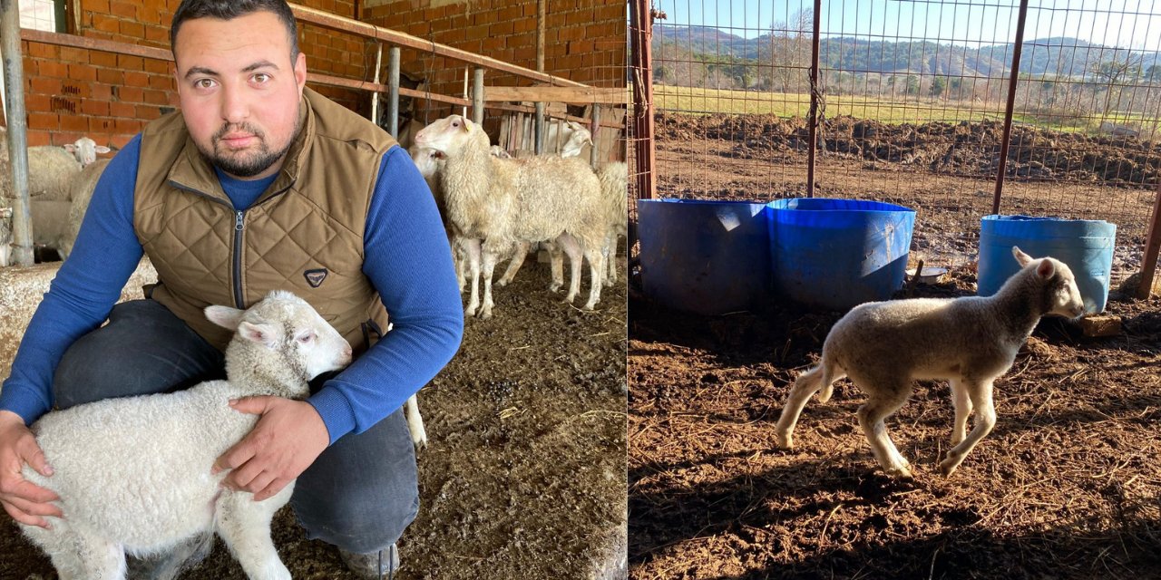 Ahıra girdi gördüklerine inanamadı: Ailem de hayvancıydı böyle bir şey görmedim