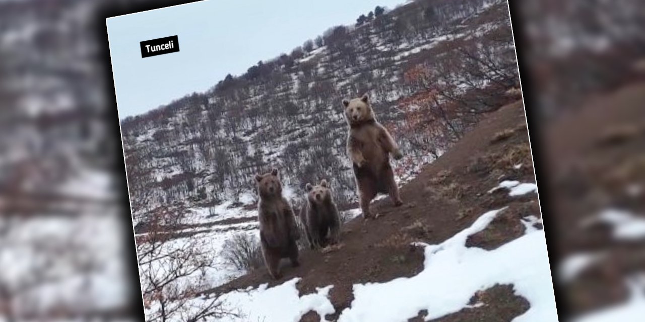 Kış uykusuna dalamayan ayı ailesinin tadı kaçtı