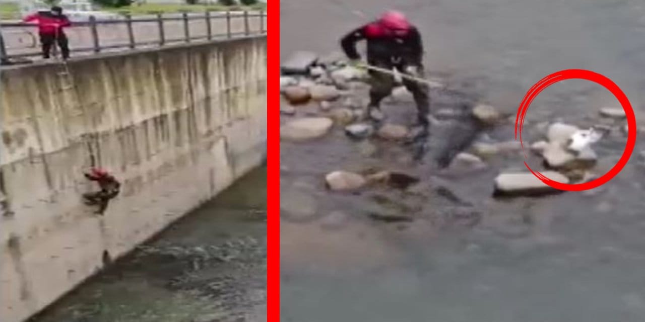 Dereye düşen kediyi balıkçı kepçesiyle kurtardı