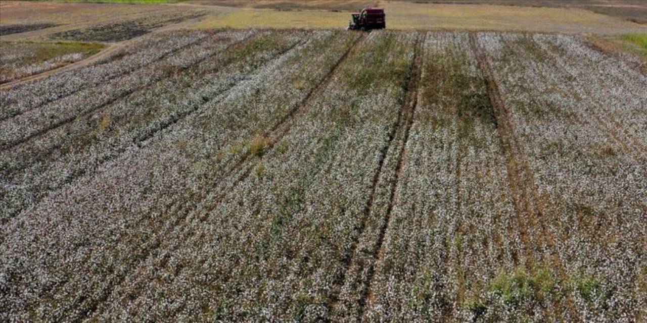 83 ülkeye ihraç ediliyor. Üretimi 3 milyon tona çıktı