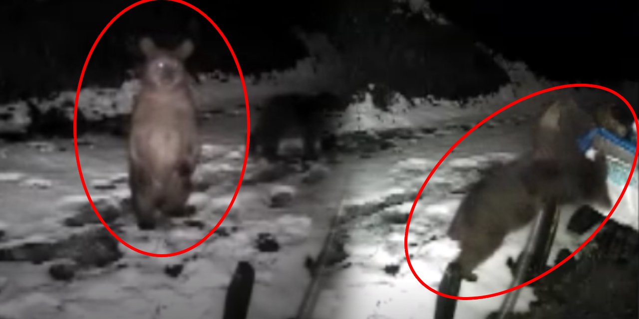 Kış uykusunu reddedip bal kovanlarının peşine düştüler