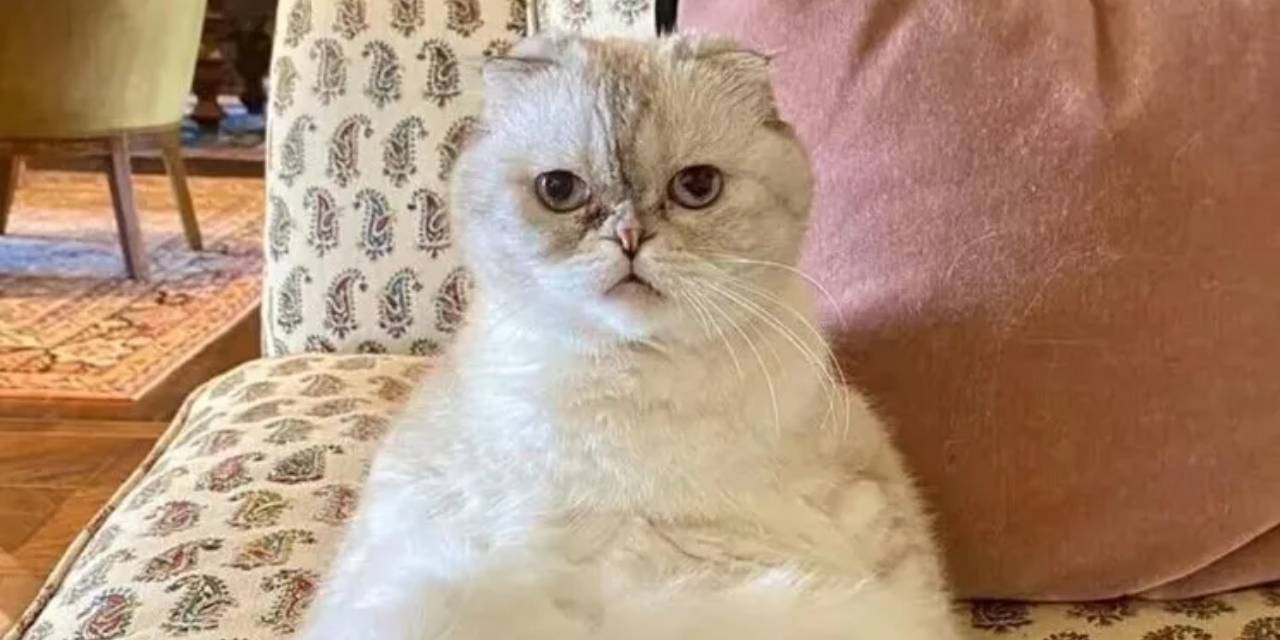 Dünyanın en zengin kedisinin 3 buçuk milyarlık servetinin kaynağı belli oldu