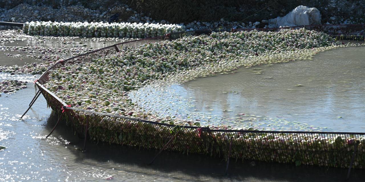 Verim düşünce fiyatı geçen yılın 3 katına çıktı
