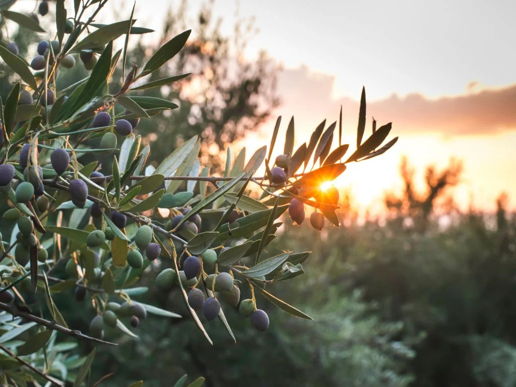 Zeytin ağaçları kuzeye göç ediyor. Geleceğin zeytini Karadeniz'de