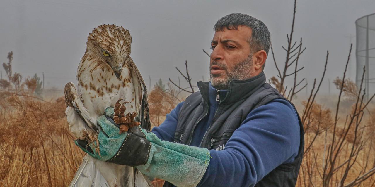 Diyarbakır'da yaralanan 304 hayvanın yüzde 80'ini avcılar vurdu