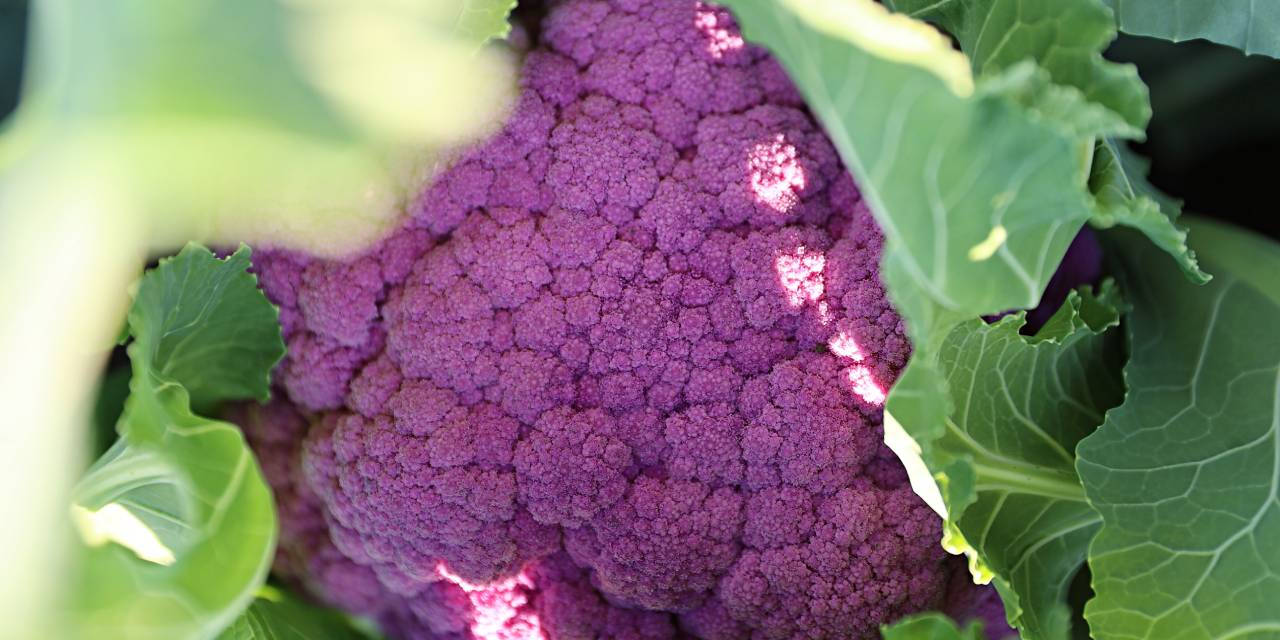 Hasat edilmesi 100 günü buluyor. Gören bir daha bakıyor