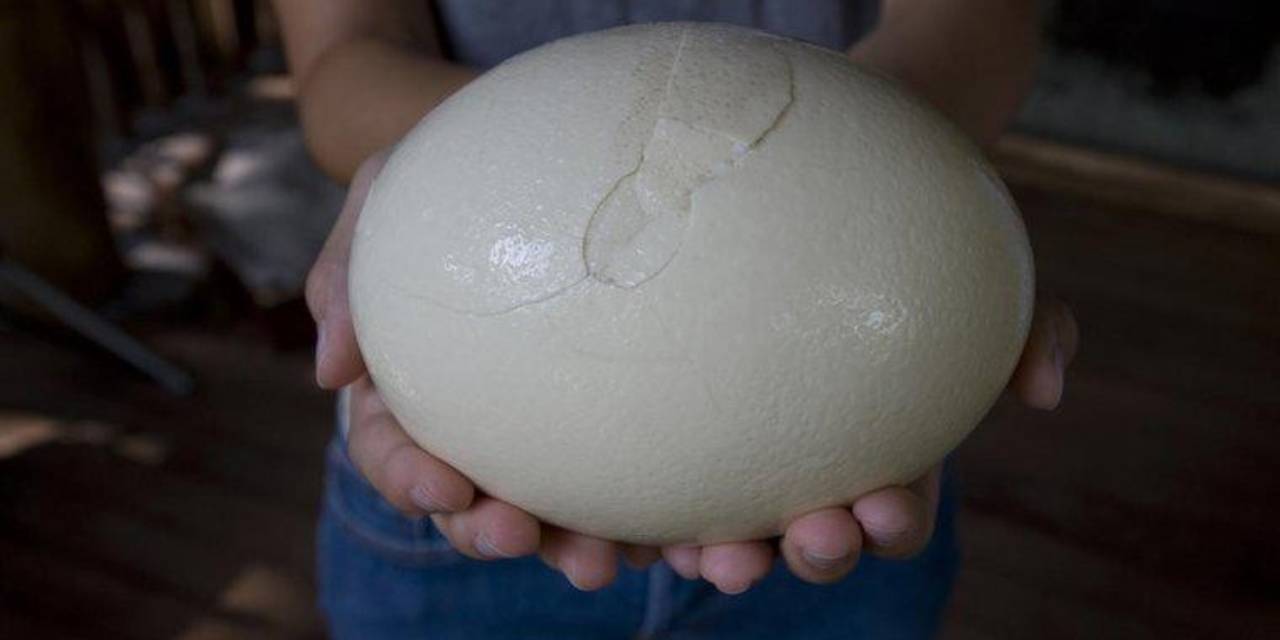 Dünyanın en büyük yavrusu doğdu