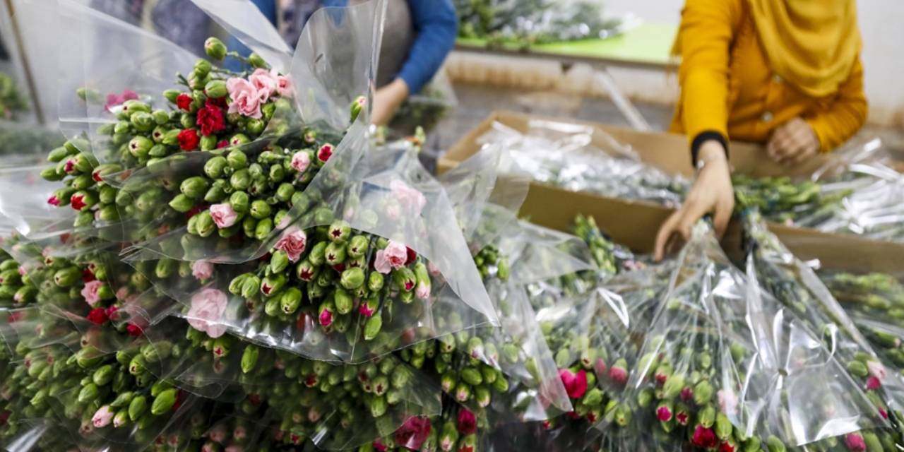Kesme çiçek sektörünün 150 milyon dolarlık hedefi iklime takıldı