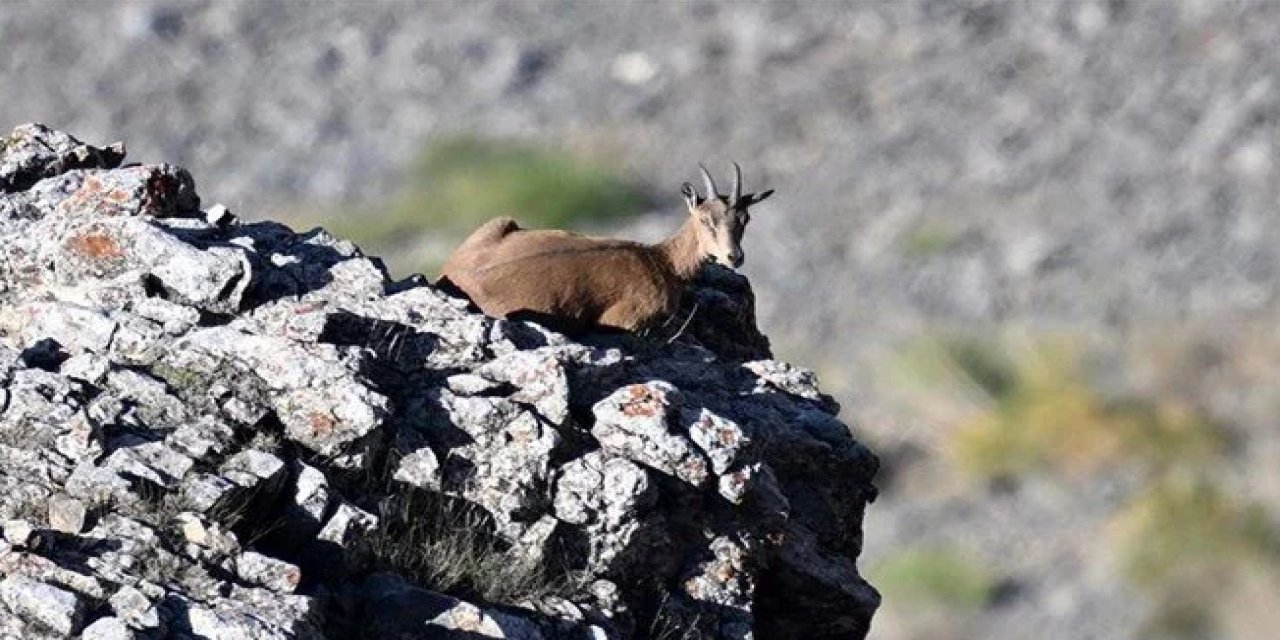 Artvin'de yaban keçisi avlayanlara 660 bin lira ceza