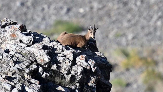 Artvin'de yaban keçisi avlayan 2 kişiye para cezası kesildi