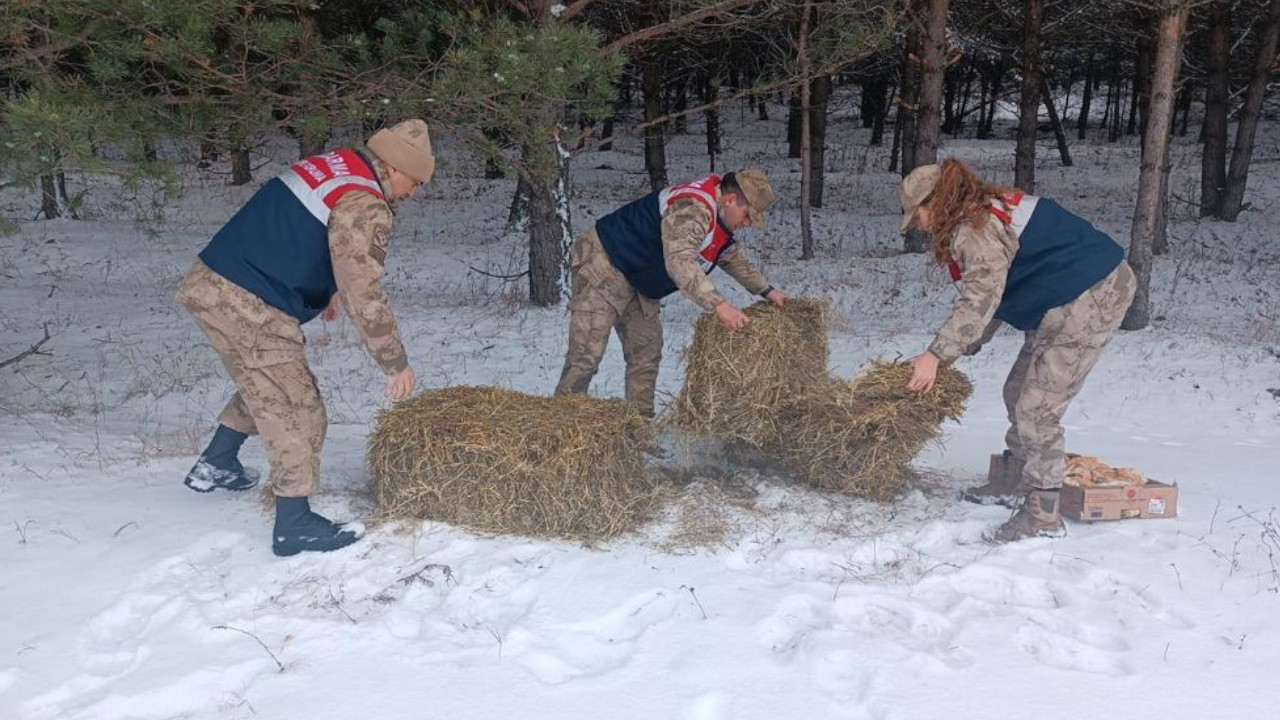 Ardahan'da jandarma yaban hayvanları için doğaya yem bıraktı