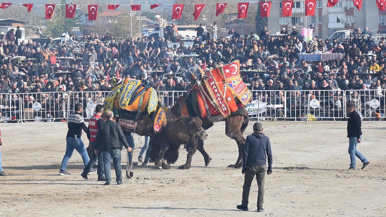 Aydın'da deve güreşi festivali düzenlendi