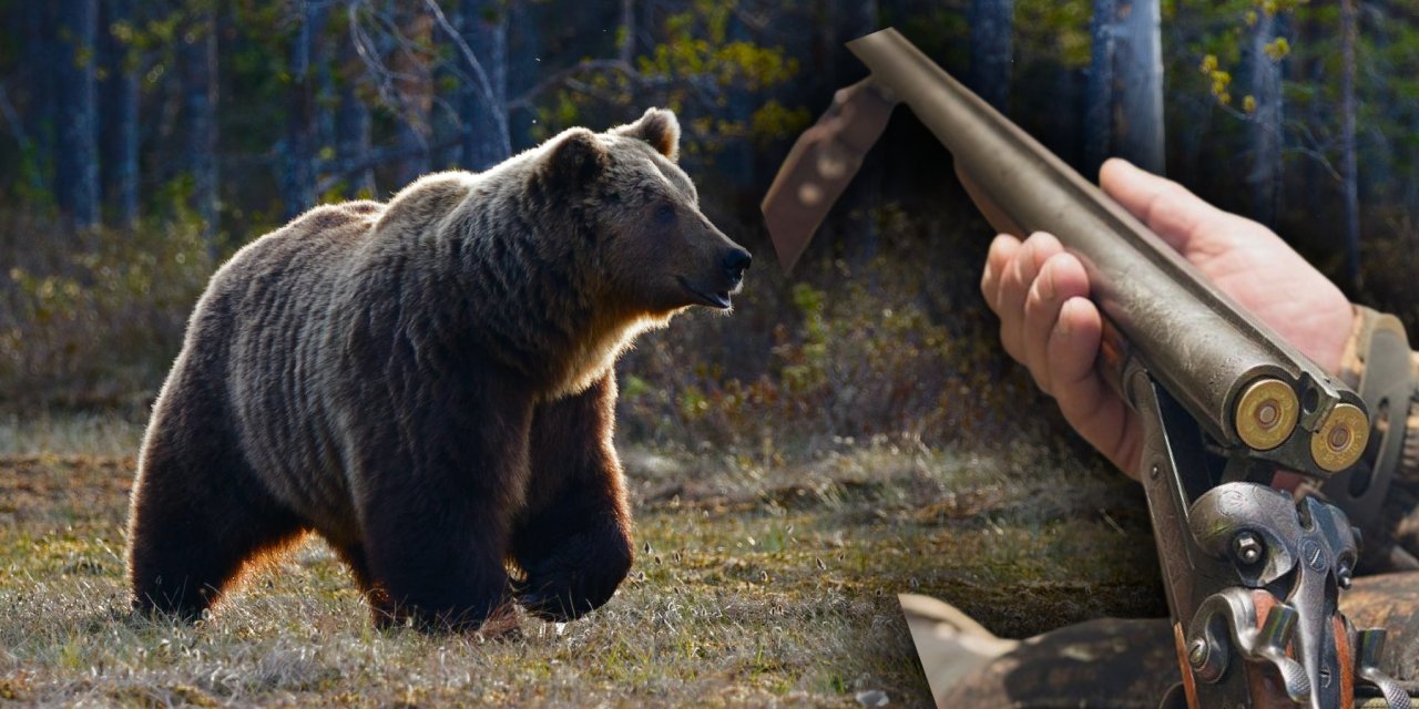 Ayı saldırılarında 6 kişi öldü. Hükümet çareyi avcılıkta buldu