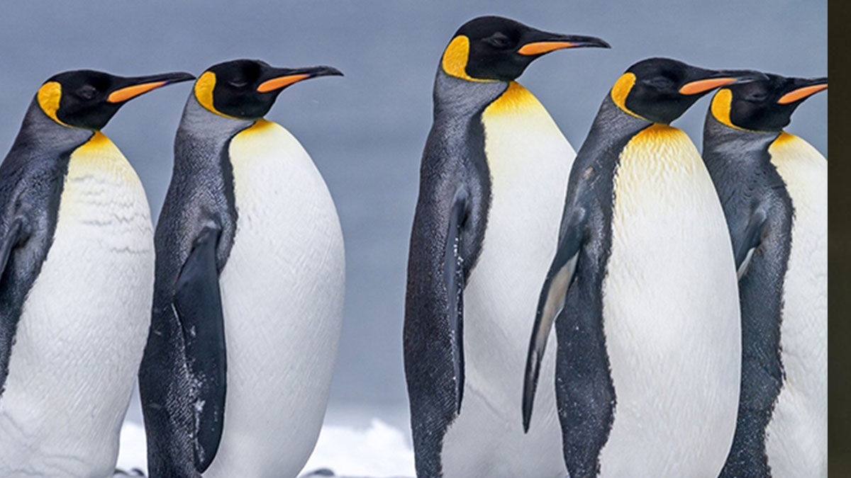 Seçimi kaybettiğini söyleyen anket şirketine kızdı: Gidin penguenlere yalan söyleyin